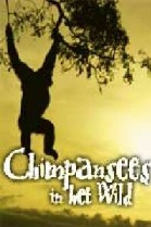 Chimpansees in het Wild poster