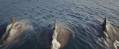 Still uit Deep Blue Sea, drie haaien die heel toepasselijk drie dagen aan top markeren