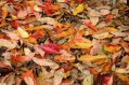 De herfstvakantie, altijd een mooi moment voor de film. De herfstvakantie, altijd een mooi moment voor de film.