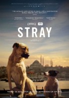 Stray poster