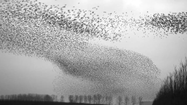 The Art of Flying, 11-2-2018