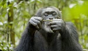 Chimpanzee filmstill Chimpanzee filmstill