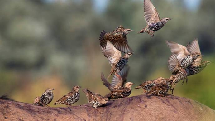 De nieuwe wildernis filmstill