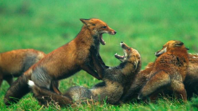 De nieuwe wildernis filmstill