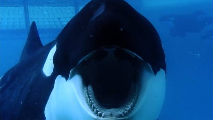 Blackfish