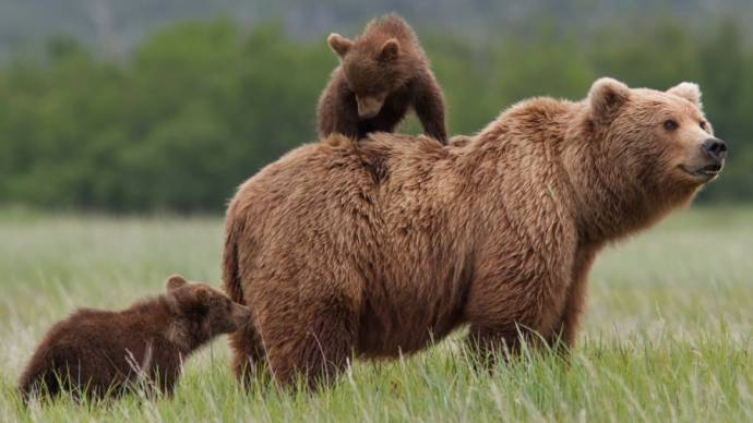 Bears filmstill