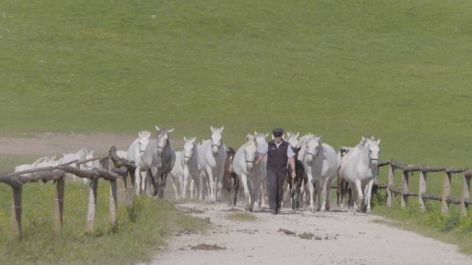 The Perfect Horse filmstill