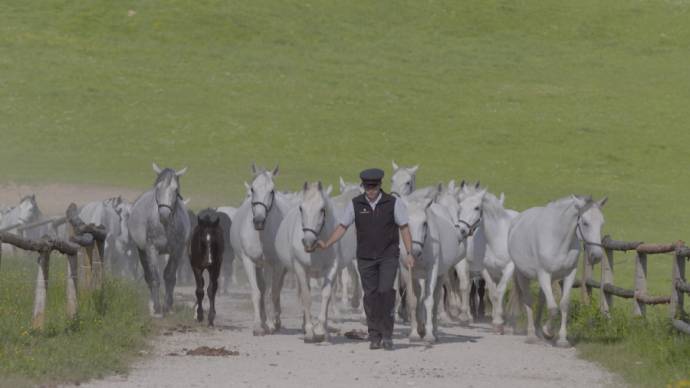 The Perfect Horse filmstill