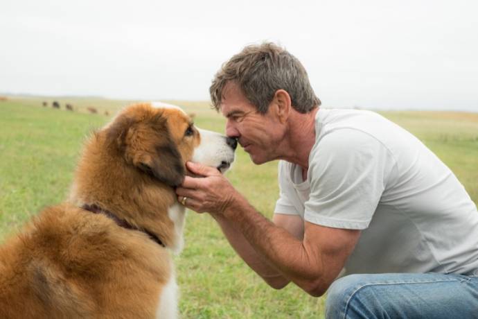 Dennis Quaid (Ethan) in A Dog's Purpose