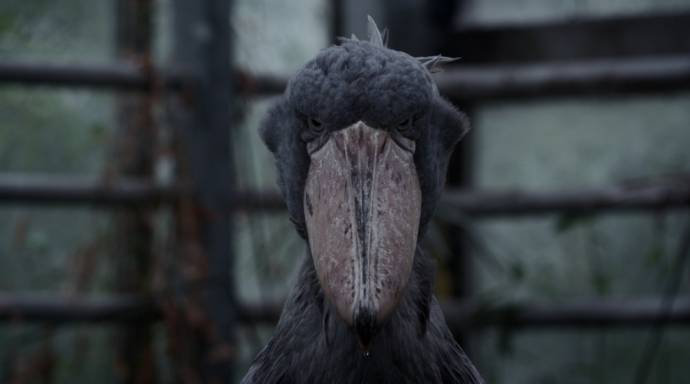 Aloys filmstill