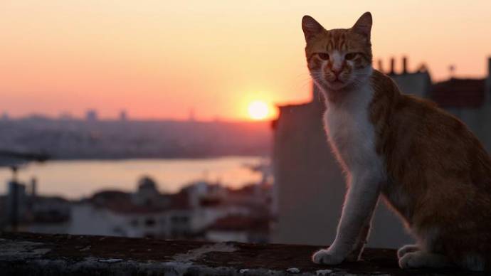 Kedi filmstill