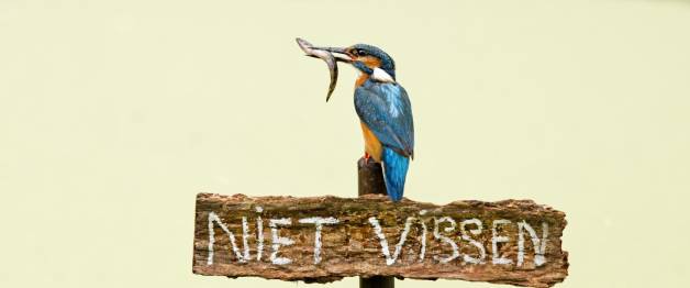 De Wilde Stad