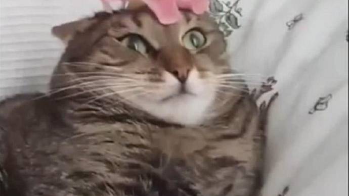 CatVideoFest 2019 filmstill