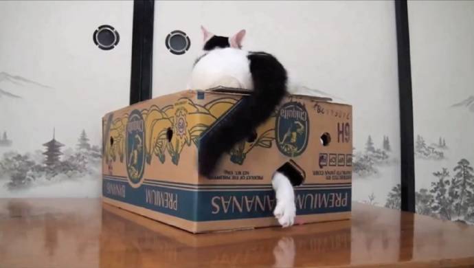 CatVideoFest 2019 filmstill