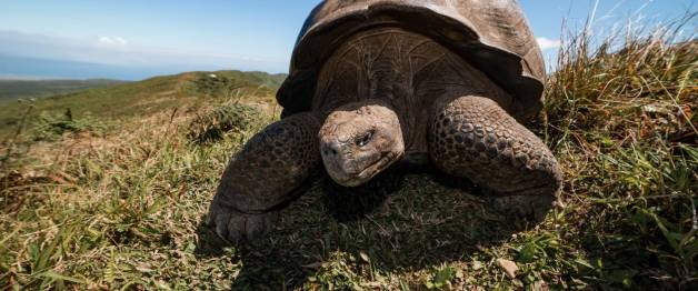 Galapagos: Hope For The Future