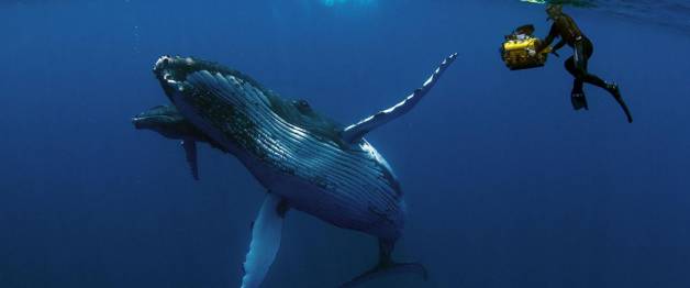 Humpback Whales