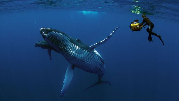 Humpback Whales filmstill