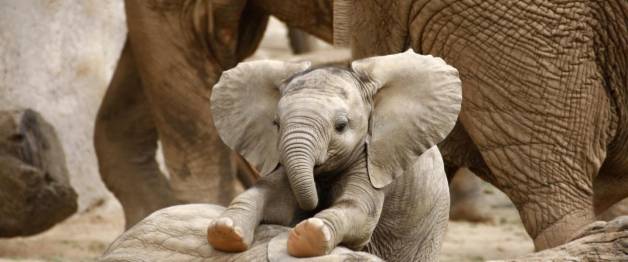 Elephants upclose