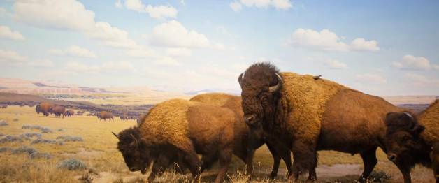 Yellowstone