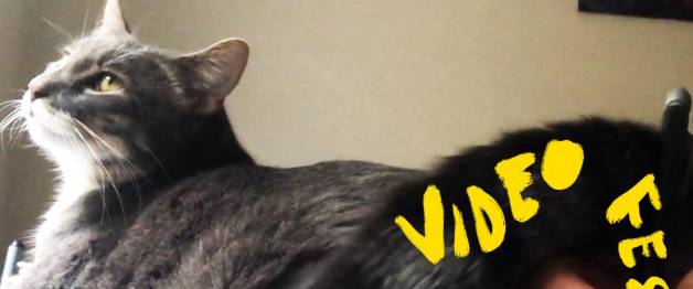 CatVideoFest 2021