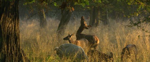 The Hidden Life of Trees