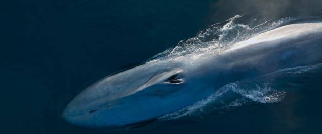 Whale Nation