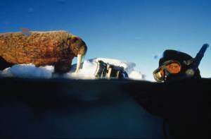Still: Arctic Tale