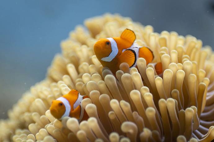 Ocean with David Attenborough filmstill