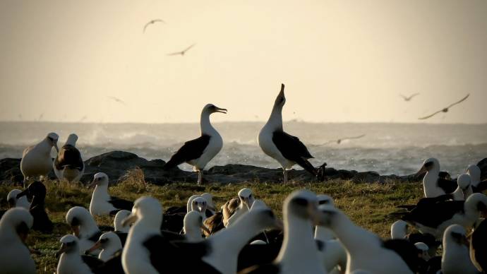 Ocean with David Attenborough filmstill