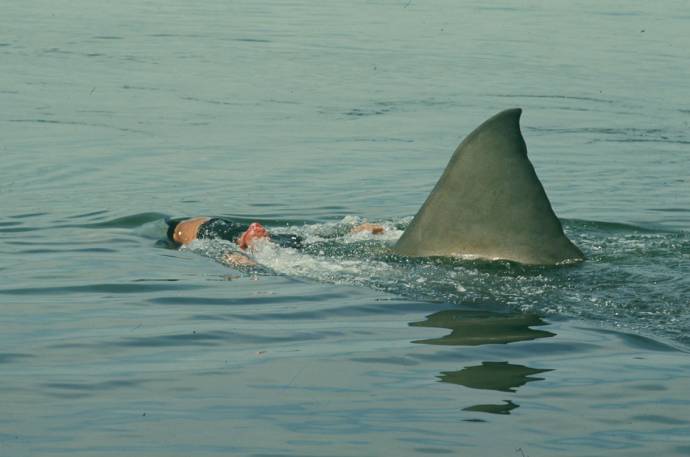 Jaws filmstill