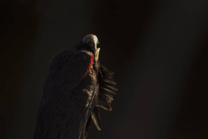 Le chant des forêts filmstill