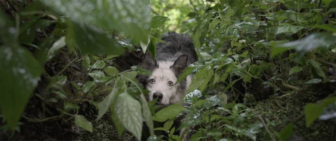 The Shipwrecked filmstill