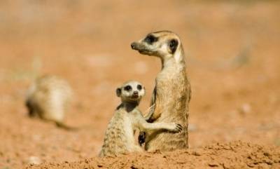 Meerkats, The