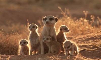 Meerkats, The