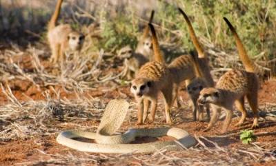 Meerkats, The