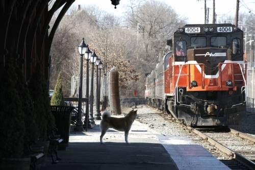 Hachiko: A Dog's Story filmstill