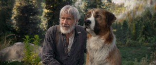 Harrison Ford in The Call of the Wild