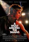 A Wolf Among the Swans