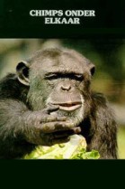 Chimps onder elkaar poster