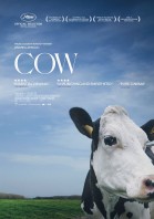 Cow poster