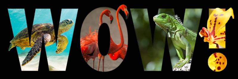 De Nieuwe Wildernis krijgt Caribisch vervolg