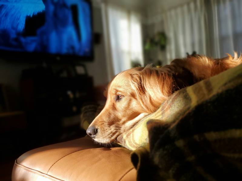 De leukste films voor honden