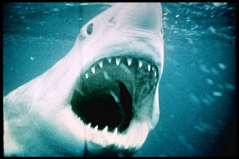 'Jaws' gerestaureerd, na 50 jaar opnieuw in de bioscoop © Universal Pictures International
