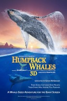 Humpback Whales poster