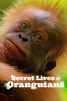 Secret Lives of Orangutans poster