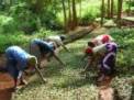 Taking Root: The Vision of Wangari Maathai (2008)