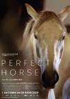 The Perfect Horse